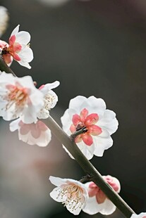 娇艳梅花枝头绽放