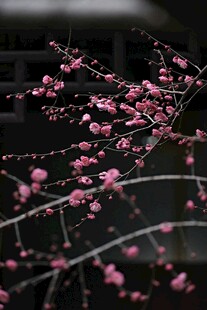 枝头绽放的娇艳粉色梅花