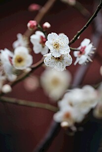 白梅绽放枝头