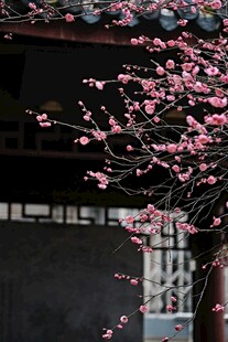 古宅旁绽放的梅花