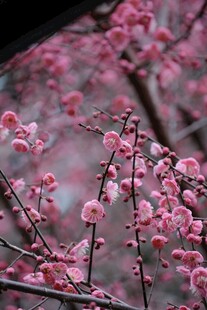 枝头绽放的娇艳粉色梅花