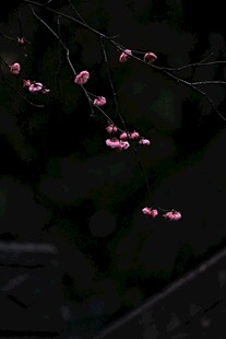 暗夜中的粉嫩樱花枝