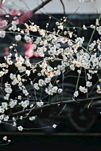 枝头绽放的洁白梨花