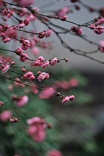 枝头绽放的娇艳梅花