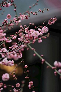 枝头绽放的粉嫩桃花