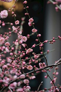 枝头绽放的粉嫩梅花