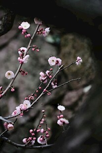枝头绽放的粉嫩梅花