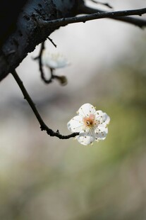 枝头绽放的带露白色梅花