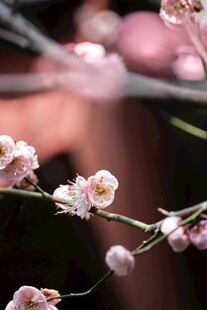 枝头绽放的粉嫩梅花
