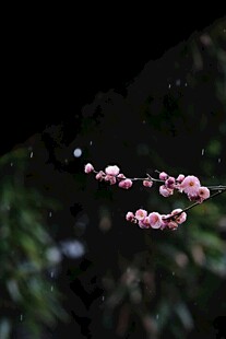 枝头绽放的粉嫩梅花