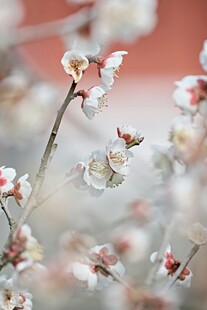 枝头绽放的粉嫩梅花