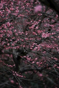烂漫盛开的粉色梅花