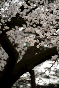 樱花树繁花绽放