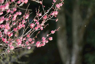 枝头绽放的粉嫩梅花
