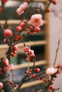 枝头绽放的粉嫩梅花