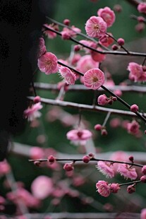 枝头绽放的粉嫩梅花