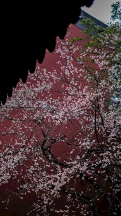 红墙旁盛开的梅花
