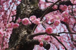 枝头绽放的粉嫩樱花