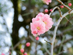 娇艳粉色梅花枝头绽放