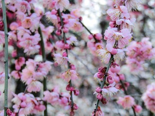 粉色梅花绽放枝头