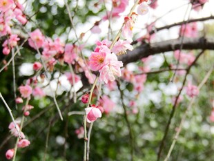 粉色梅花绽放枝头