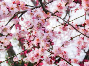 烂漫樱花绽放枝头