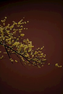 金黄梅花