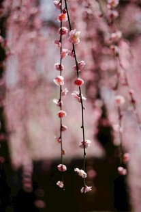 梅花
