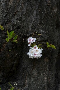 梅花