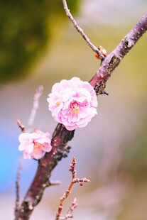 枝头绽放的梅花