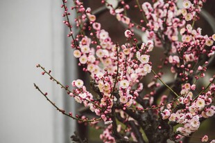 绽放的粉色梅花枝头