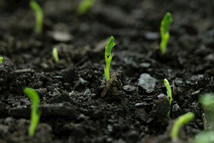 破土而出的嫩绿幼苗
