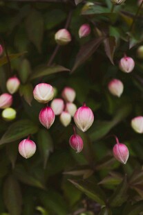 粉色花苞点缀绿叶间