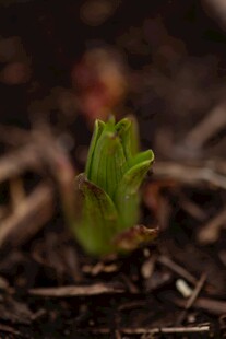 破土而出的嫩绿新芽