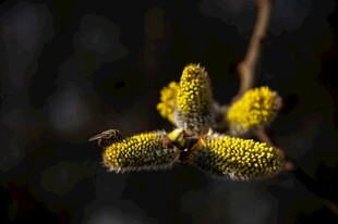枝头绽放的黄色柔美花穗