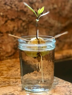 玻璃瓶中萌芽的绿植