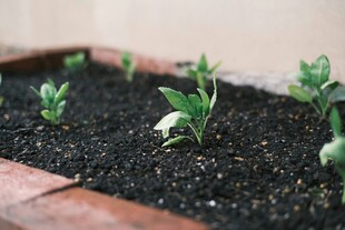 花盆中嫩绿的幼苗初长
