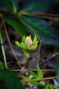嫩绿花苞初绽于草丛间