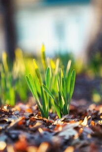 春日破土而出的嫩绿新芽