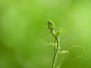 嫩绿植物特写