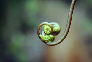卷曲的嫩绿植物新芽