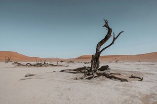 沙漠枯树