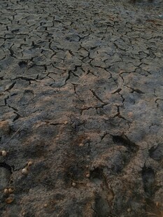 干裂的土地