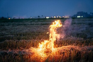 田野中燃烧的熊熊火焰