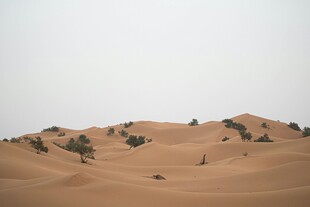 沙漠沙丘与稀疏植被景观