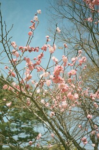 春日绽放的粉嫩桃花枝