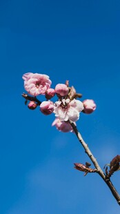 蓝天映衬下的娇艳樱花