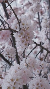 烂漫樱花枝头绽放