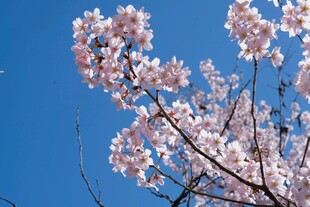 蓝天映衬下的烂漫樱花