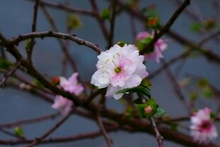 枝头绽放的粉嫩梅花